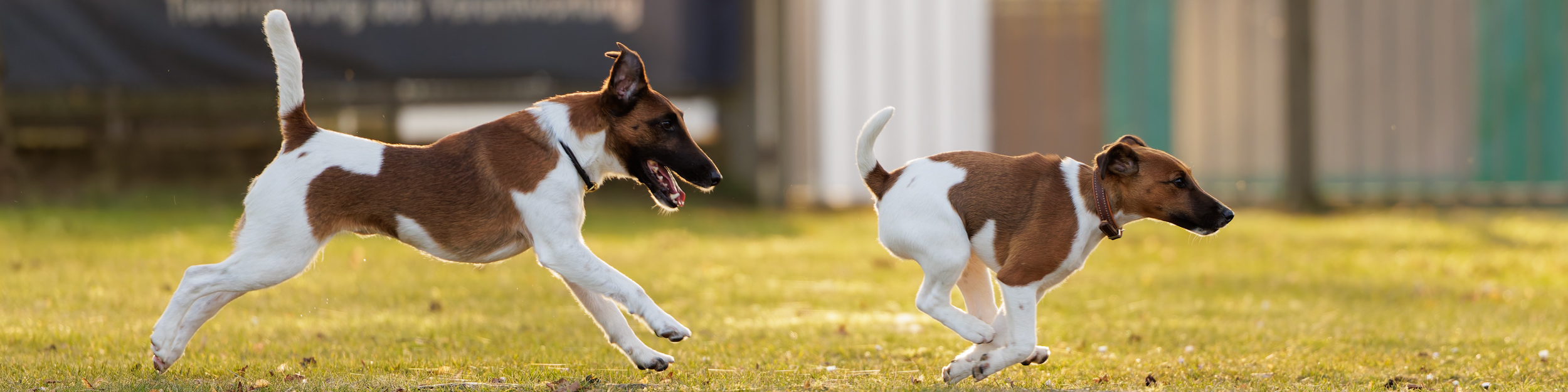 Deutscher Foxterrier-Verband e.V.
