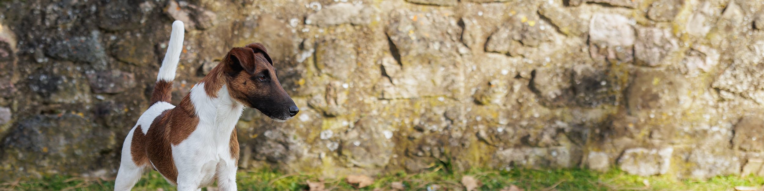 Deutscher Foxterrier-Verband e.V.