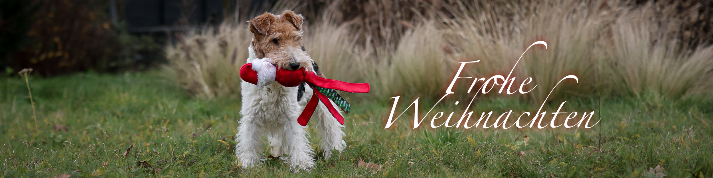 Deutscher Foxterrier-Verband e.V.