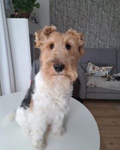 Be's Fort Maverick 2