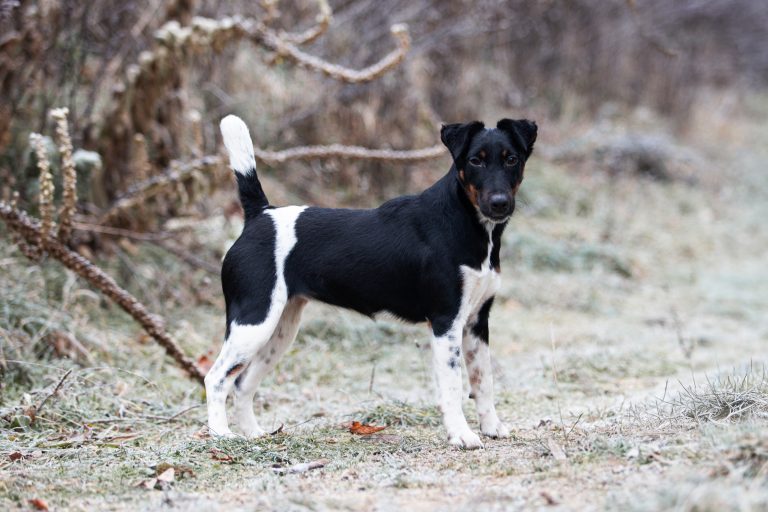 Quinnie v Brombachsee