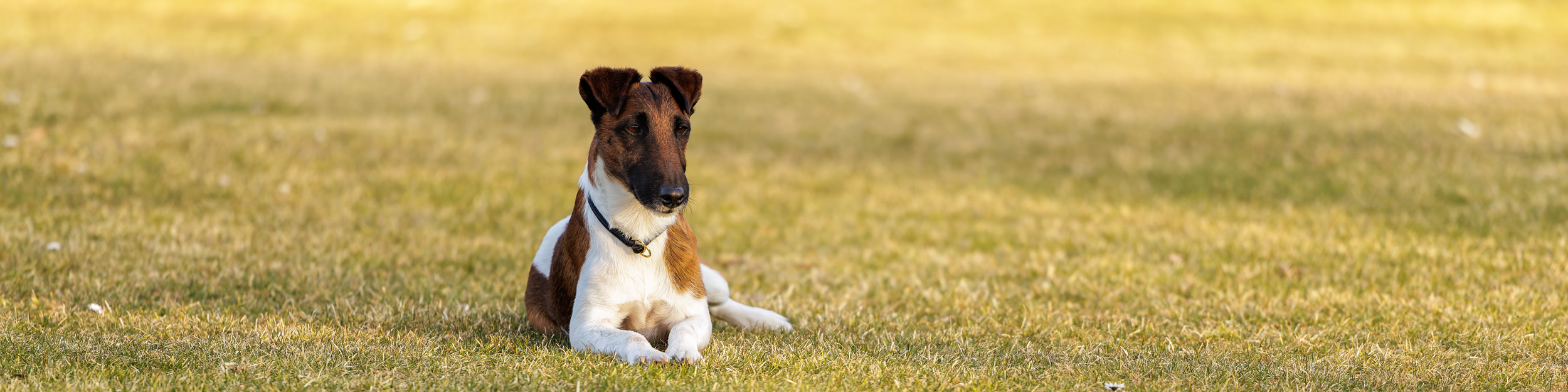 Deutscher Foxterrier-Verband e.V.