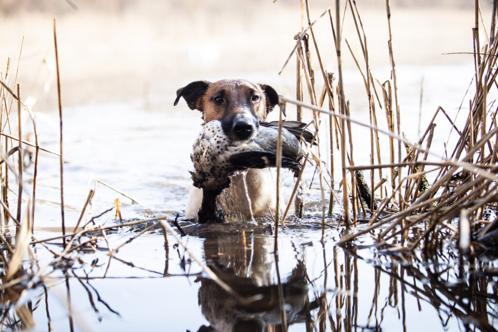 Daniel-Dani vom Zarpener Wohld 6