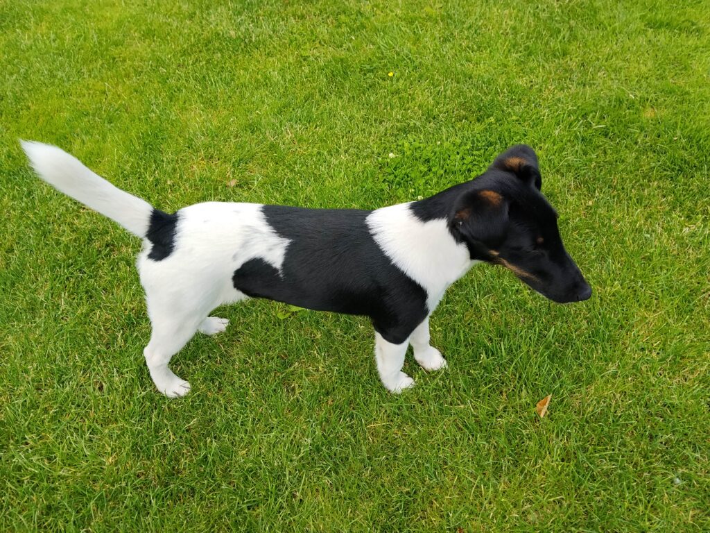 Caesar a hellmanns schmiede