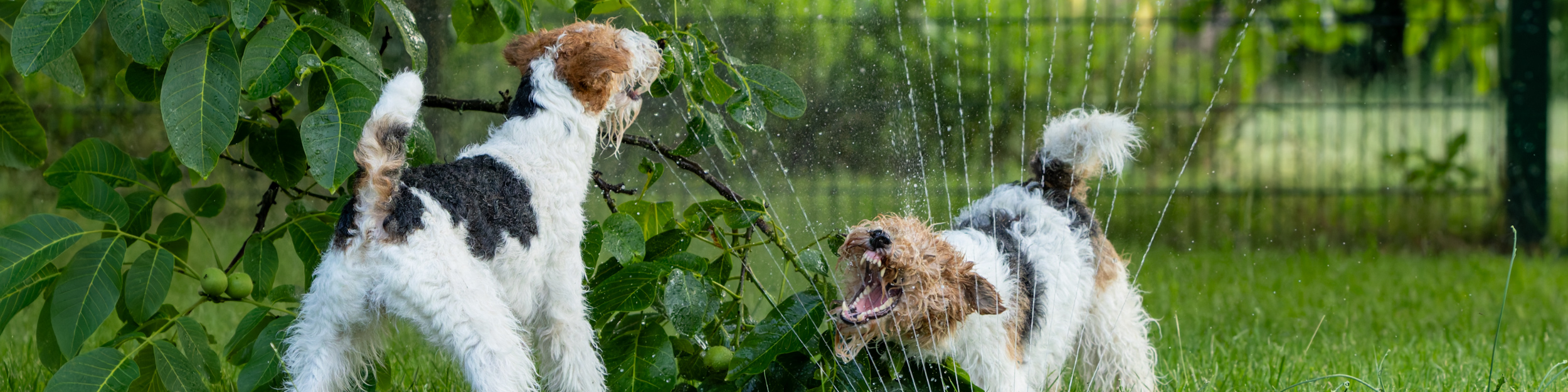 Deutscher Foxterrier-Verband e.V.