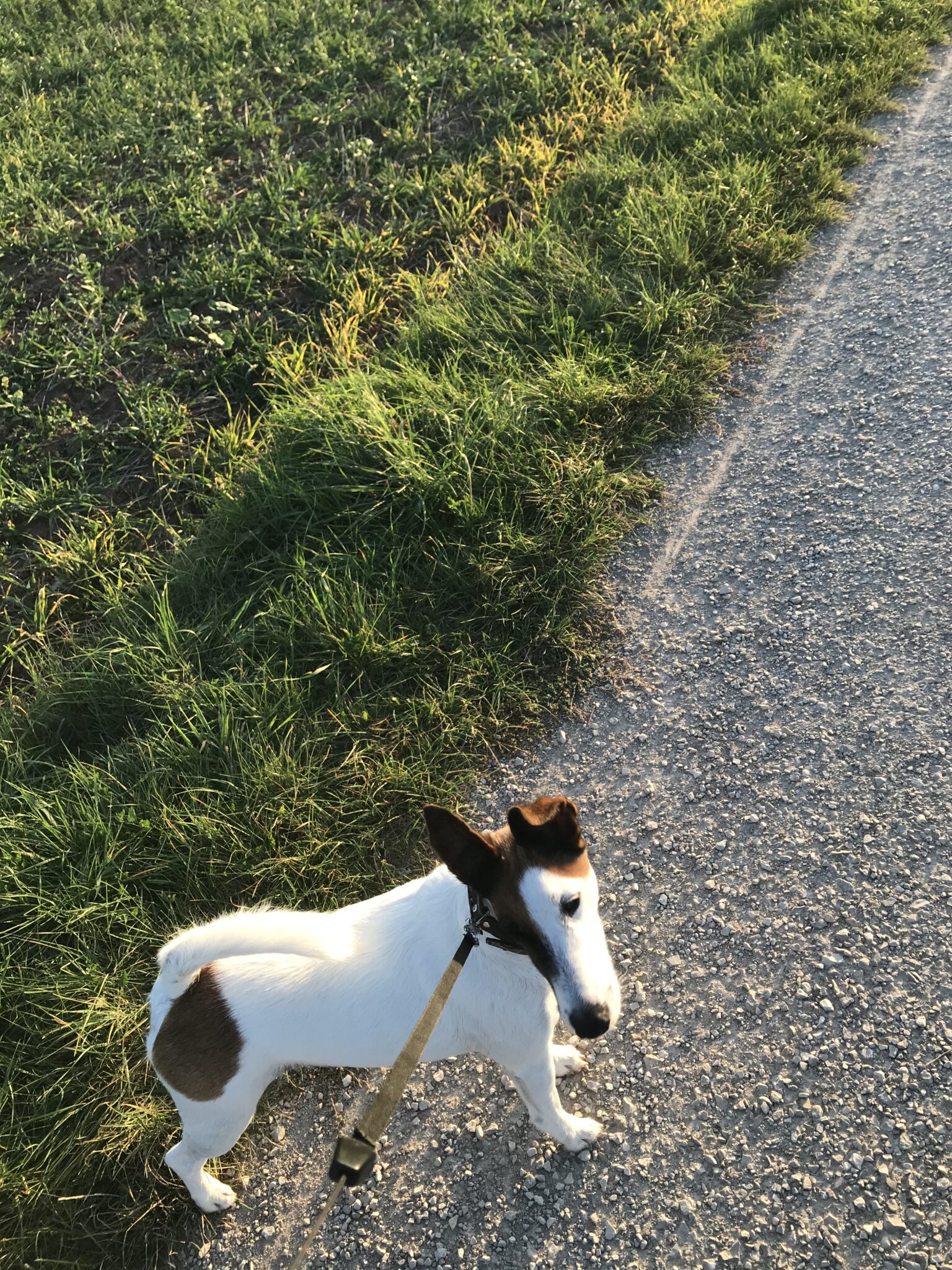 Dali vom Wildfrauenstein 5