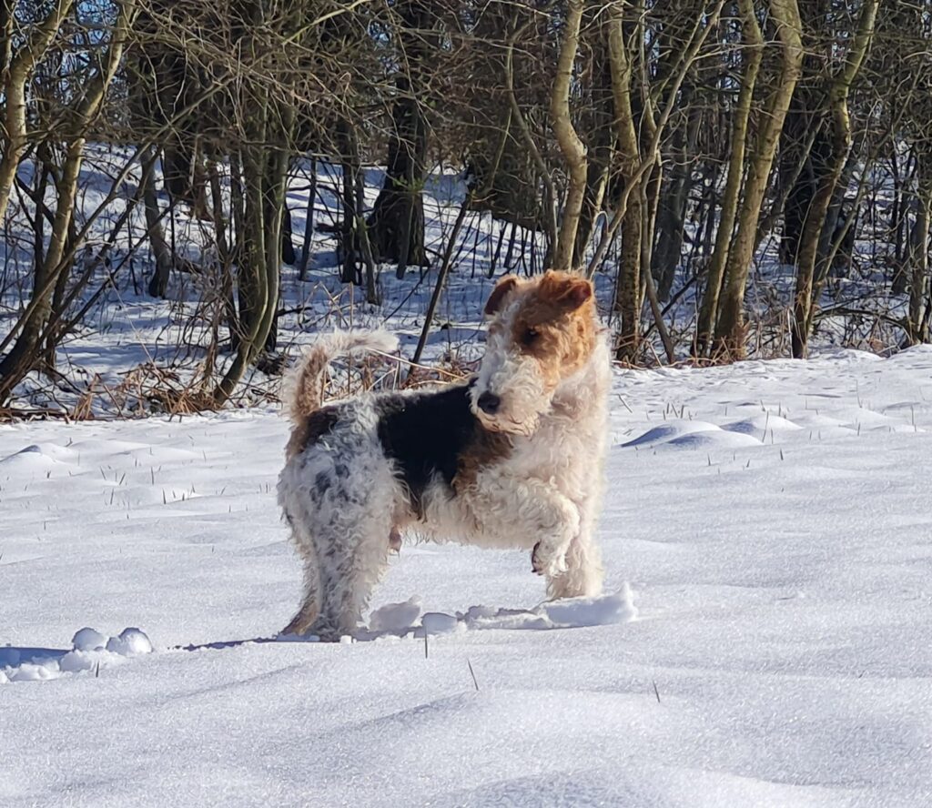 Orlando v Wehdener Wald