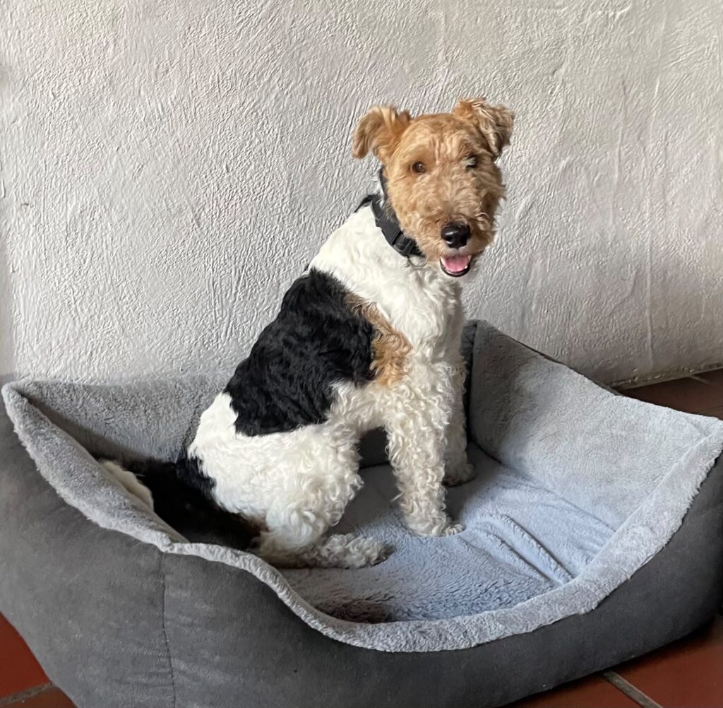 idefix bes fort maverick2