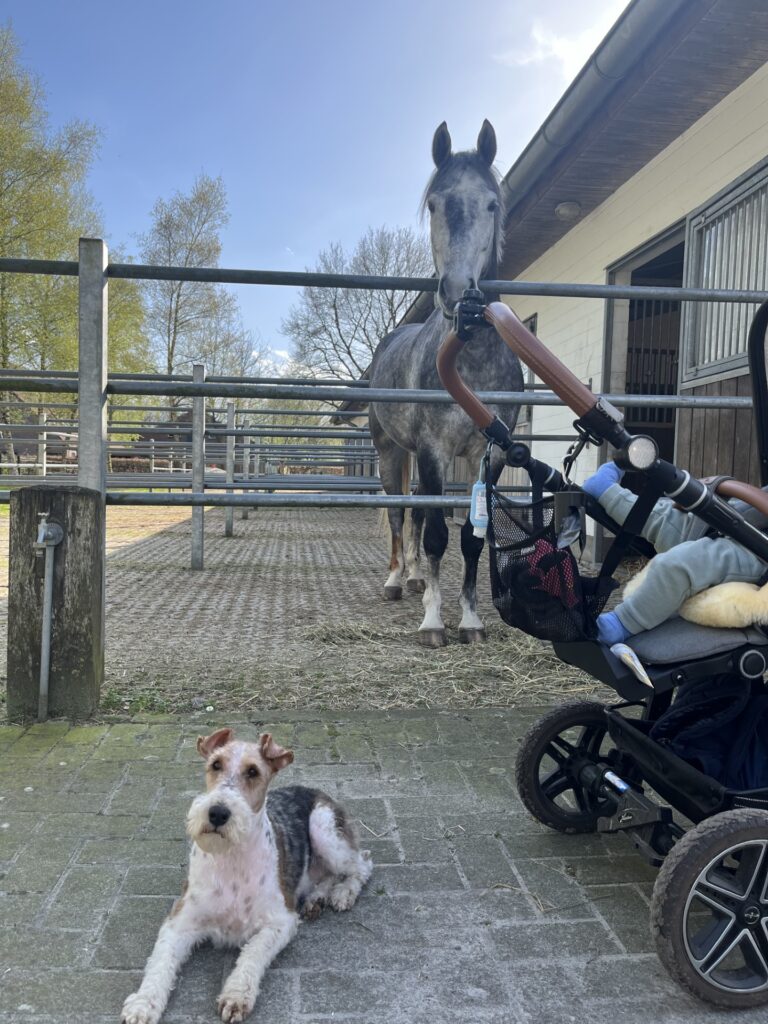 orlando v Wehdener Wald 2