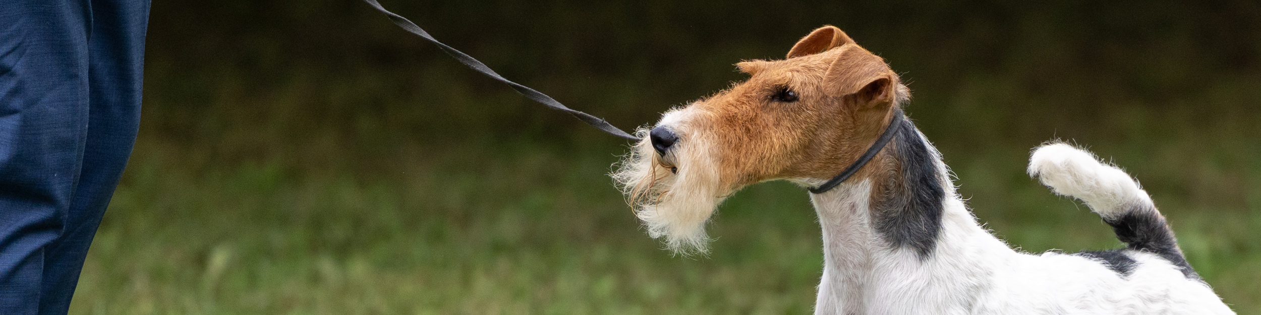 Deutscher Foxterrier-Verband e.V.
